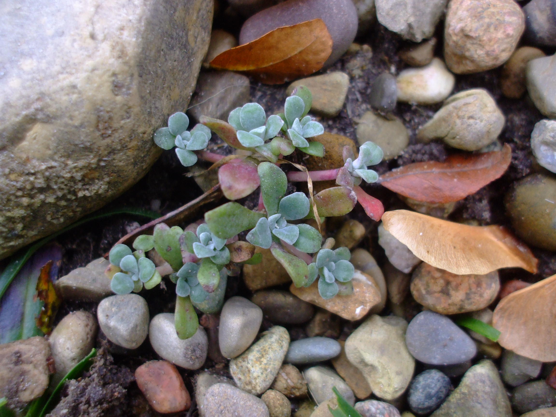 Sedum spathulifolium